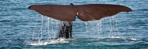 ghost fishing|Italian divers just rescued a whale caught in ‘ghost’ fishing nets.